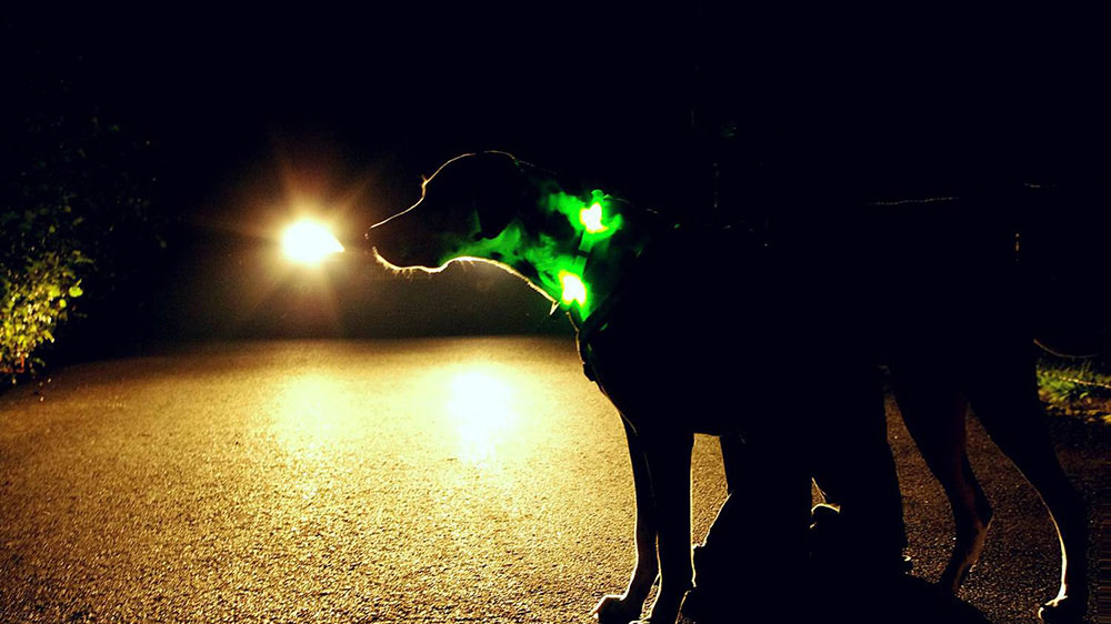 El collar luminoso LEUCHTIE garantiza la máxima seguridad posible para perros y personas