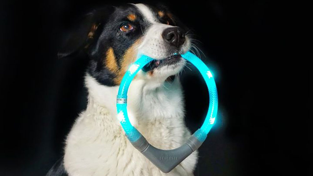 Collare illuminato LEUCHTIE viene recuperato da un cane