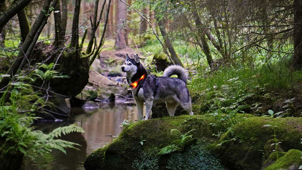 Paseo por el bosque con el collar de luz LEUCHTIE